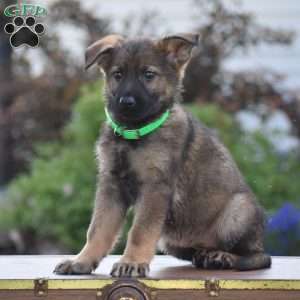 Lennie, German Shepherd Puppy